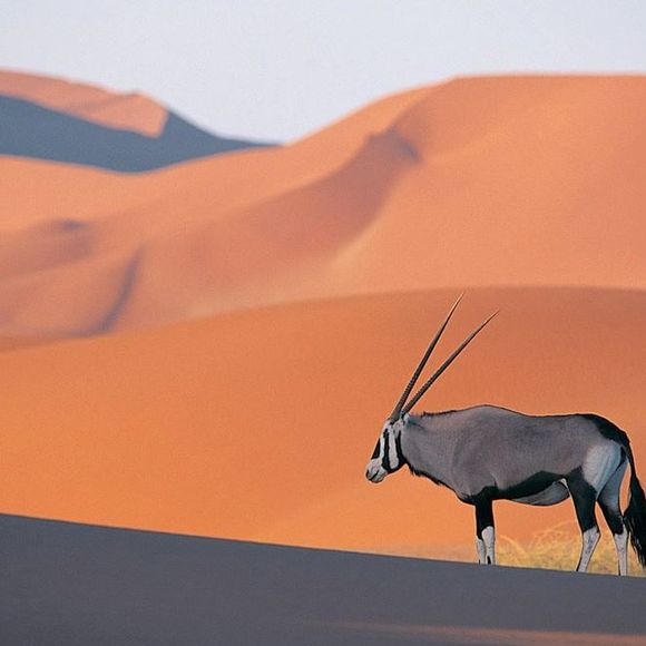 Meet your Posher, Craig - Picture 1 of 1